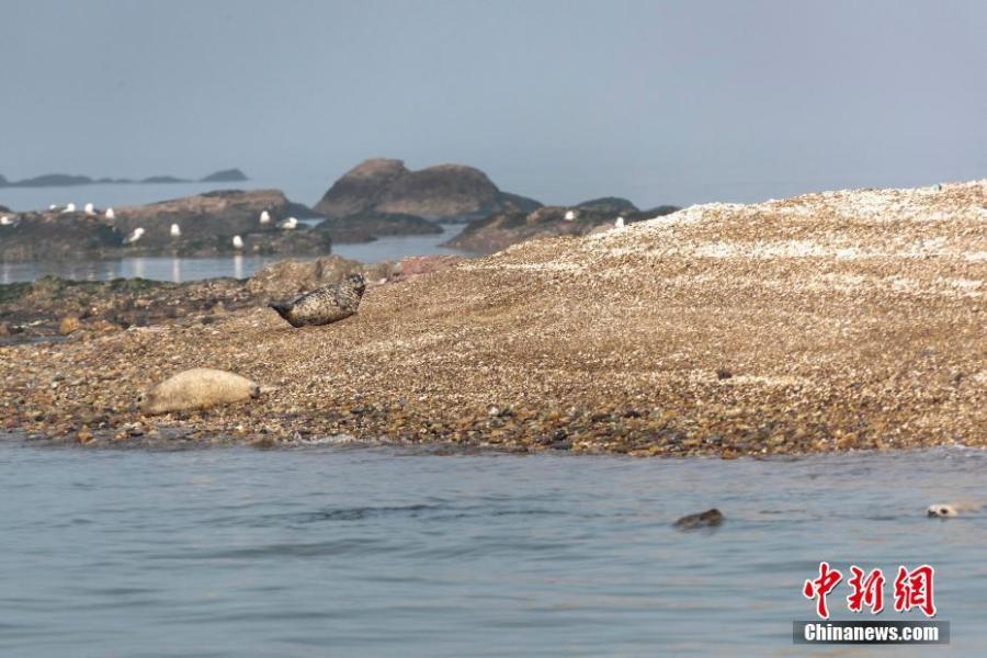 Baby spotted seals on a beach on Huping Island in Dalian City, Northeast China\'s Liaoning Province. Approximately 160-280 spotted seals live in the area\'s waters, a sign the natural environment is a healthy one. (Photo: China News Service/Bian Zhidong)