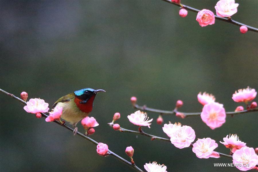 A bird is seen on a flowering tree in Wuxing Village of Hengyang, central China\'s Hunan Province, March 2, 2019. (Xinhua/Cao Zhengping)