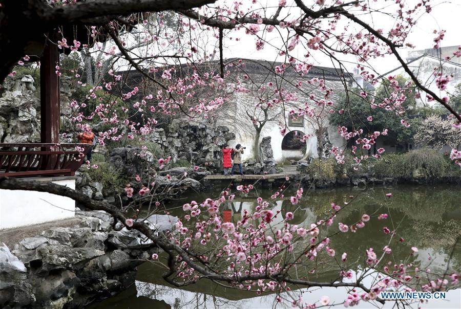 Tourists take pictures of plum blossoms at a park in Suzhou, east China\'s Jiangsu Province, March 3, 2019. People go outside to enjoy the scenery of flowers in blossom as temperature rises in many parts of China in early spring. (Xinhua/Hang Xingwei)