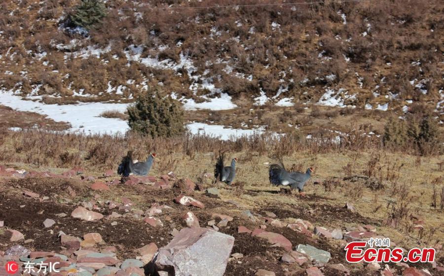Blue-eared pheasants are spotted in the Qilian Mountains nature reserve in Zhangye City, Northwest China\'s Gansu Province, March 2, 2019. The population of wild animals, including endangered species, is rising in the conservation area. Qilian is important in the fight to protect the ecological environment and biological diversity. (Photo/IC)