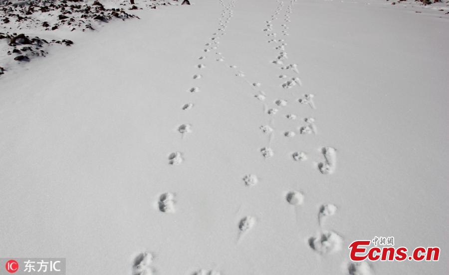 Footprints of a snow leopard are found in a snow field in the Qilian Mountains nature reserve in Zhangye City, Northwest China\'s Gansu Province, March 2, 2019. The population of wild animals, including endangered species, is rising in the conservation area. Qilian is important in the fight to protect the ecological environment and biological diversity. (Photo/IC)