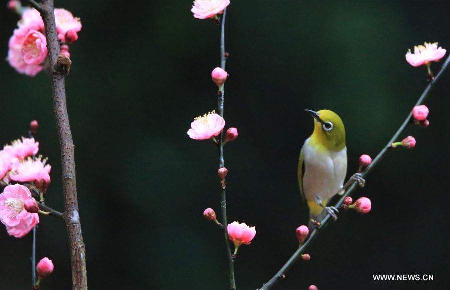 A bird is seen on a flowering tree in Wuxing Village of Hengyang, central China\'s Hunan Province, March 2, 2019. (Xinhua/Cao Zhengping)