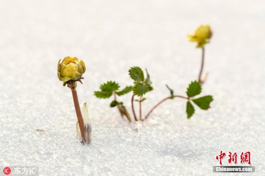 Flowers of the adonis amurensis, commonly known as pheasant\'s eye, bloom in the snow in Baishan City, Northeast China\'s Jilin Province, March 3, 2019. The perennial plant with a golden yellow flower is favored by many in China because it is adapted to the cold temperatures of the north. (Photo/IC)