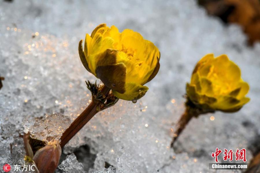 Flowers of the adonis amurensis, commonly known as pheasant\'s eye, bloom in the snow in Baishan City, Northeast China\'s Jilin Province, March 3, 2019. The perennial plant with a golden yellow flower is favored by many in China because it is adapted to the cold temperatures of the north. (Photo/IC)