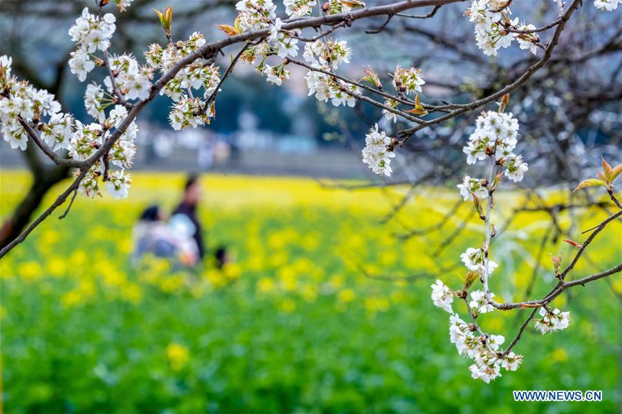 Tourists enjoy the scenery of cole flowers in Nanchuan District, southwest China\'s Chongqing Municipality, March 3, 2019. People go outside to enjoy the scenery of flowers in blossom as temperature rises in many parts of China in early spring. (Xinhua/Qu Mingbin)
