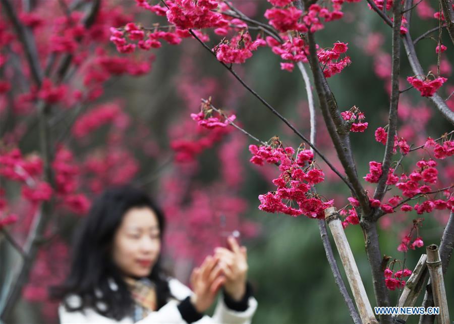 A tourist takes pictures at a park in Guilin City, south China\'s Guangxi Zhuang Autonomous Region, March 3, 2019. People go outside to enjoy the scenery of flowers in blossom as temperature rises in many parts of China in early spring. (Xinhua)