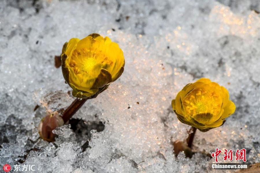 Flowers of the adonis amurensis, commonly known as pheasant\'s eye, bloom in the snow in Baishan City, Northeast China\'s Jilin Province, March 3, 2019. The perennial plant with a golden yellow flower is favored by many in China because it is adapted to the cold temperatures of the north. (Photo/IC)