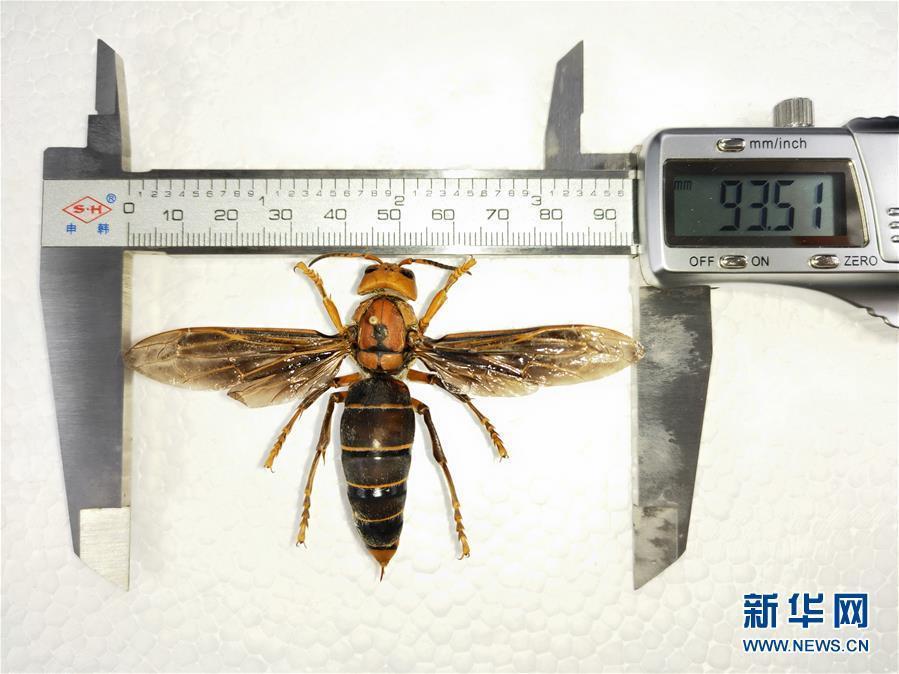 Photo shows a newly-discovered hornet, the largest ever, found by Chengdu Huaxi Entomic Museum in Yunnan near the border with Myanmar on March 5, 2019. The hornet is 6-cm-long, with a wingspan of 9.35 cm. That\'s far bigger than the previous record of 7.6 cm.  (Photo/Xinhua)