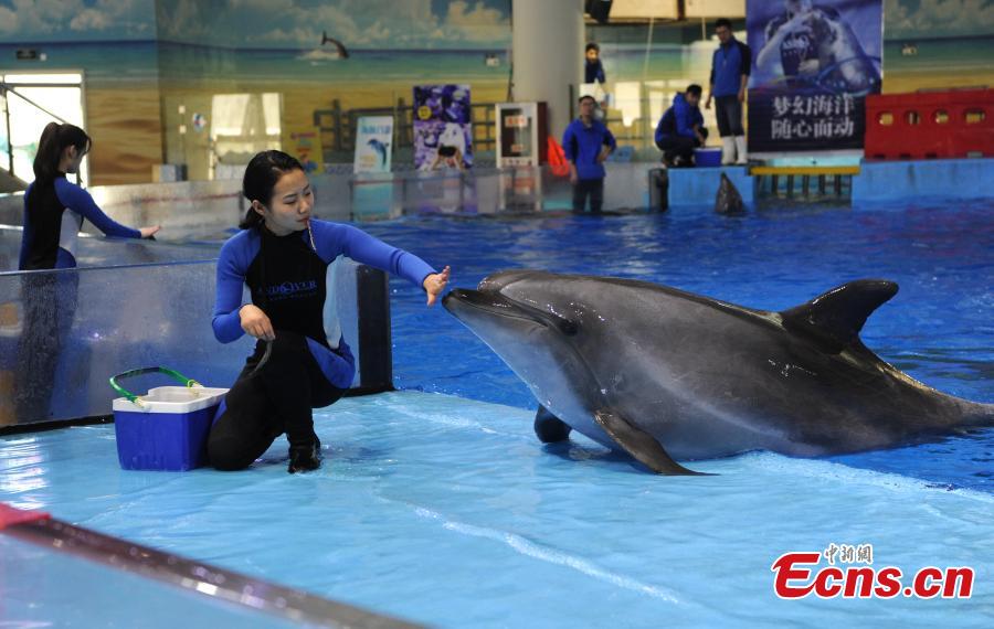 <?php echo strip_tags(addslashes(Trainer Sun Liru trains with a dolphin at an aquarium in Hefei City, Anhui Province, March 5, 2019. Sun said she chose the job because she has loved animals since she was a child. She has been training dolphins for four years. (Photo: China News Service/Han Suyuan))) ?>
