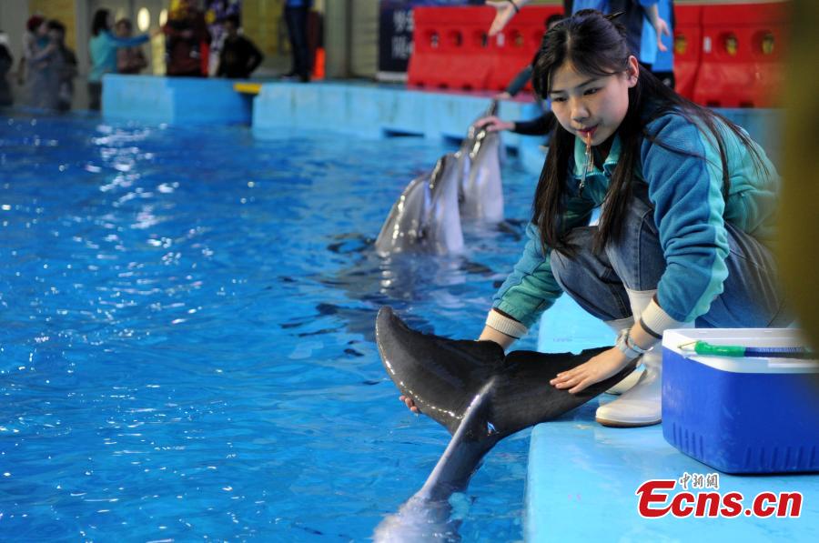 Trainer Sun Liru checks the health of a dolphin at an aquarium in Hefei City, Anhui Province, March 5, 2019. Sun said she chose the job because she has loved animals since she was a child. She has been training dolphins for four years. (Photo: China News Service/Han Suyuan)
