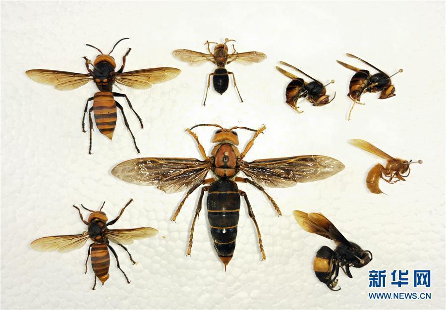 Photo shows a newly-discovered hornet, the largest ever, found by Chengdu Huaxi Entomic Museum in Yunnan near the border with Myanmar on March 5, 2019. The hornet is 6-cm-long, with a wingspan of 9.35 cm. That\'s far bigger than the previous record of 7.6 cm.  (Photo/Xinhua)