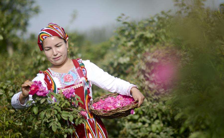 A worker picks roses in a rose deep-processing field in Hotan, Northwest China\'s Xinjiang Uygur autonomous region, June 6, 2018. (Photo/Xinhua)
Key points:

-- Move toward completion of the 13th Five-Year Plan\'s construction tasks for planned relocations of poor populations from inhospitable areas, and strengthen follow-up support.

-- Speed up reform and innovation in agricultural technologies, make a big push to develop a modern seed industry, implement programs to protect agricultural products with geographical indications, and advance the mechanization of entire agricultural production processes.

-- Expand the use of practices proven successful through trials of rural land requisitions, marketing rural collective land for development purposes, and reforming the system of rural residential land.