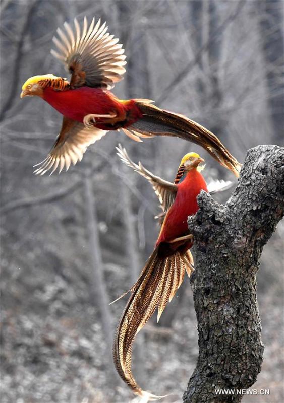 Two golden pheasants sport in the woods of Mengcun Village in Ruyang County, central China\'s Henan Province, March 5, 2019. (Xinhua/Li An)