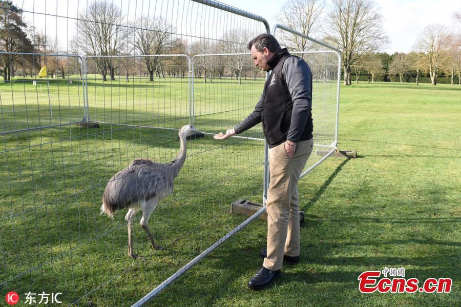 A 6ft rhea dubbed Linford after running wild on a prestigious golf course has been captured and taken to a new home - where zookeepers discovered he could actually be a GIRL called Linda. The ostrich-like flightless bird, named after Linford Christie because of his ability to reach speeds of up to 40mph, took up residence at Evesham Golf Club in Evesham, Worcestershire, southern England, last October after escaping from his owner\'s home in nearby Harvington and travelling five miles by road.(Photo/IC)