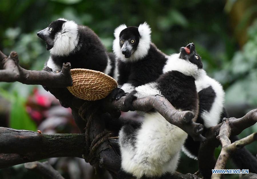 Triplets of black-and-white ruffed lemur eat food on tree branches at Chimelong Safari Park in Guangzhou, capital of south China\'s Guangdong Province, March 6, 2019. China\'s first successfully-bred black-and-white ruffed lemur triplets met the public Wednesday after nearly 10 months of intensive care since their birth. The black-and-white ruffed lemur is listed as a critically endangered species by the International Union for Conservation of Nature (IUCN). (Xinhua/Liu Dawei)