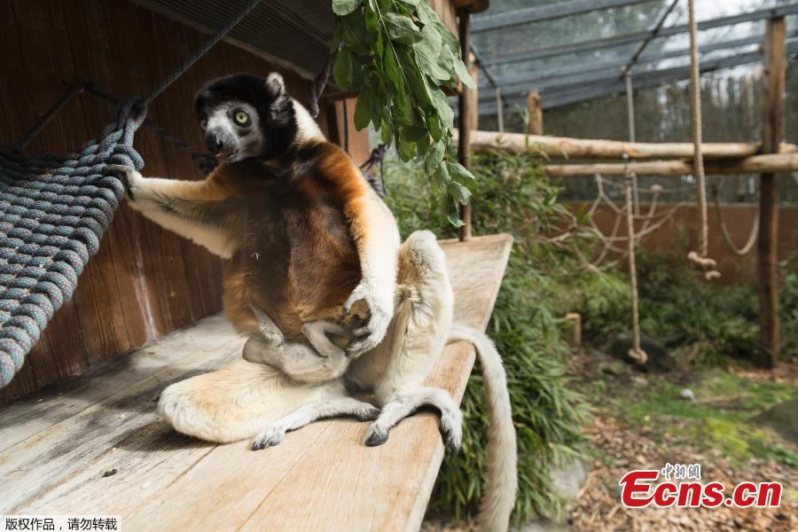 <?php echo strip_tags(addslashes(Poppy, a female Crowned sifaka, holds her cub at the zoo of Mulhouse, eastern France, on March 5, 2019. The Crowned sifaka is a critically endangered species from)) ?>