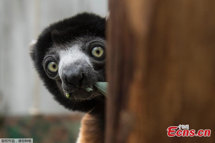 Poppy, a female Crowned sifaka, sits in her enclosure at the zoo of Mulhouse, eastern France, on March 5, 2019. The Crowned sifaka is a critically endangered species from