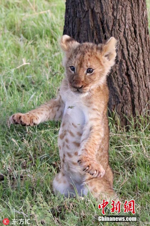Photo shows the lion cub making a sudden drop to the floor. (Photo/IC)