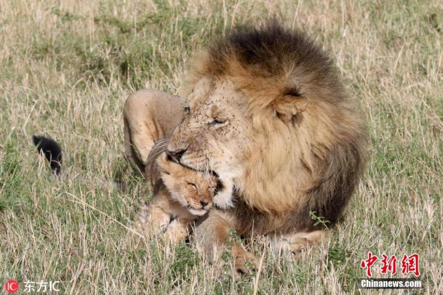 After feeling sorry for himself the cub dashed off to his father who took the cub\'s head in his massive jaws in a warrior-like display of affection. (Photo/IC)