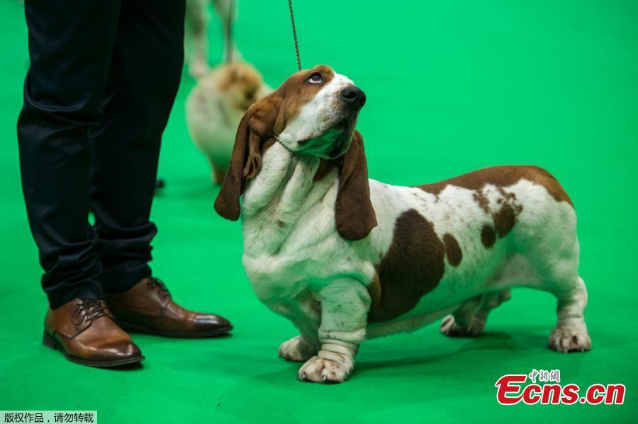 Around 21,000 dogs converged in the British city of Birmingham to take part in Crufts, the world\'s biggest dog show, March 7, 2019.  (Photo/Agencies)