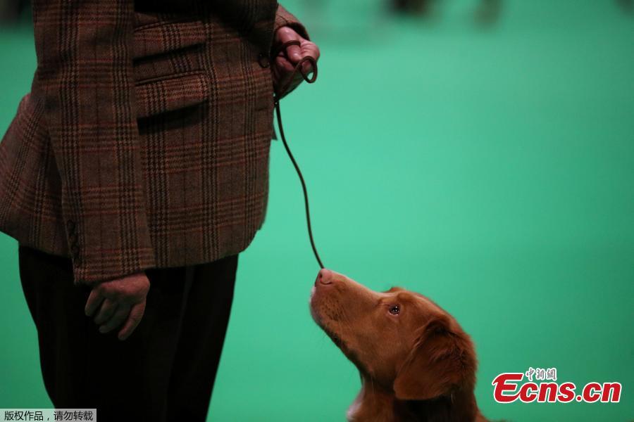 A Nova Scotia Duck Tolling Retriever is judged during the first day of the Crufts Dog Show in Birmingham, Britain, March 7, 2019.  (Photo/Agencies)