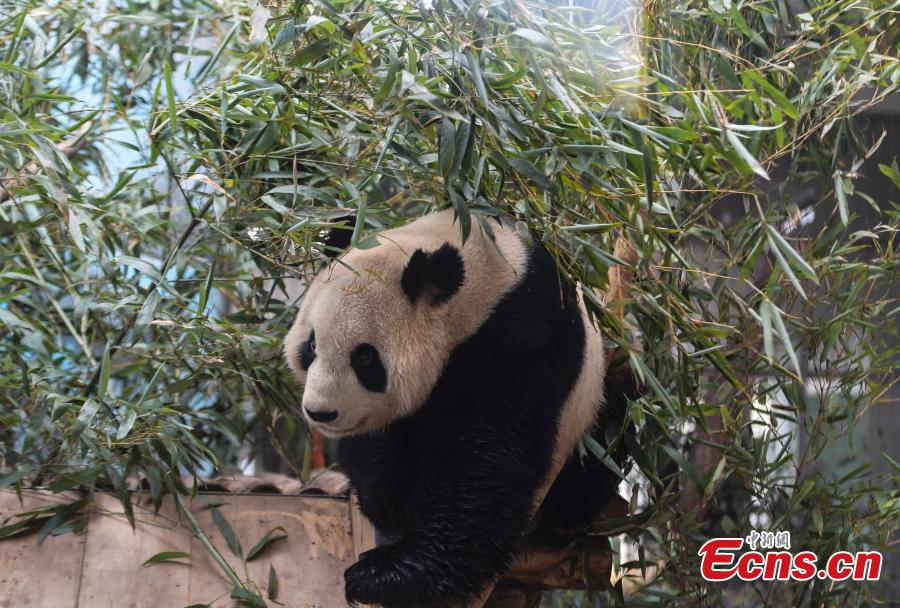Giant panda Hua Ao meets the public at Jinan Zoo in Jinan, East China\'s Shandong Province, March 7, 2019, after half a month of adaptive phase at the zoo.(Photo: China News Service/Zhang Yong)