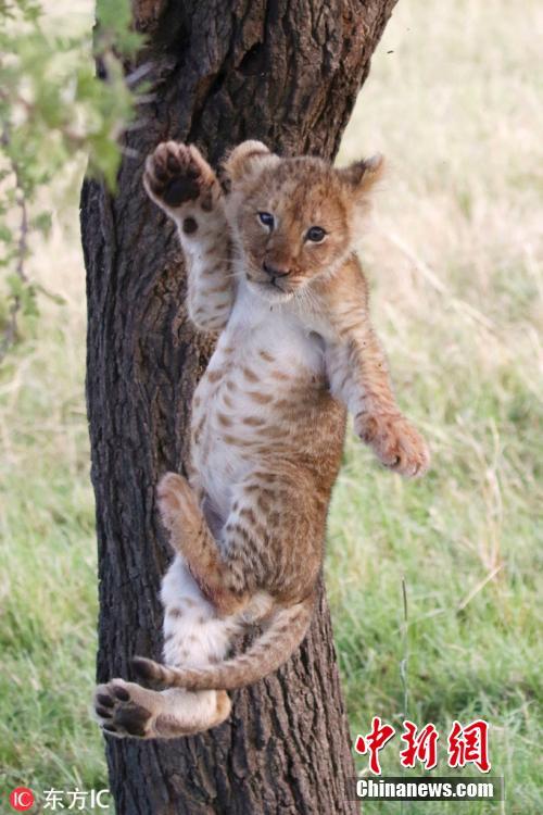 The cub\'s limbs are stretched out in preparation for his landing.  (Photo/IC)