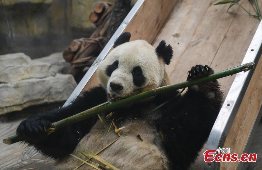 Giant panda Hua Ao meets the public at Jinan Zoo in Jinan, East China\'s Shandong Province, March 7, 2019, after half a month of adaptive phase at the zoo.(Photo: China News Service/Zhang Yong)