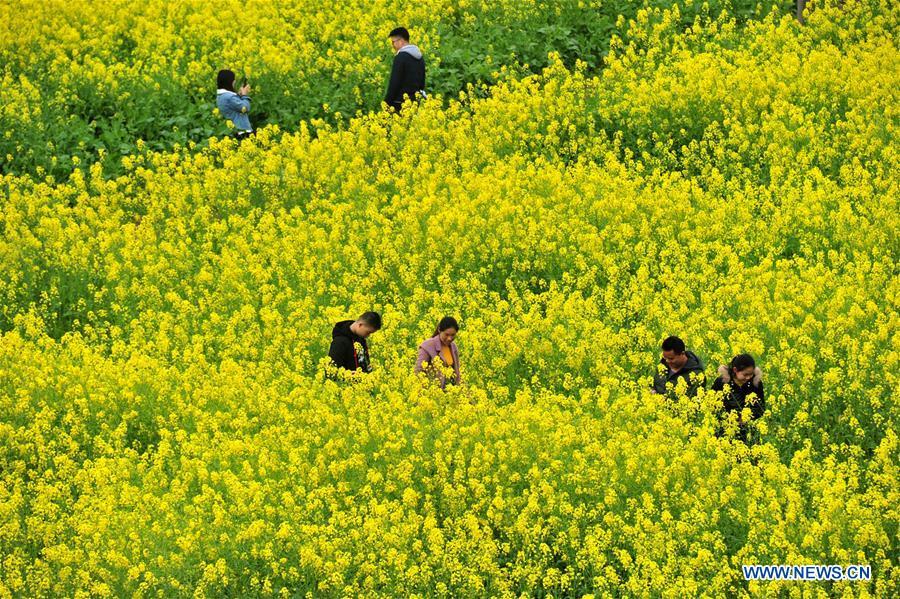 Tourists enjoy scenery among cole flowers at Chongwantun of Luocheng Mulao Autonomous County, south China\'s Guangxi Zhuang Autonomous Region, March 10, 2019. The blossoming flowers herald the arrival of spring. (Xinhua/Wu Yaorong)