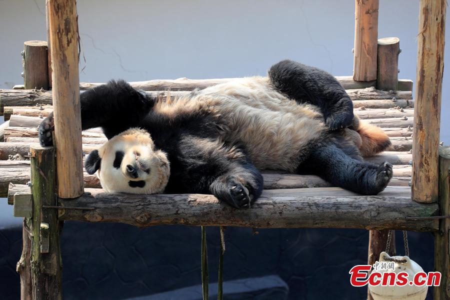 A giant panda plays on a sunny day at an ecological park in Xiuning County, East China’s Anhui Province, March 10, 2019. (Photo: China News Service/Shi Guangde)