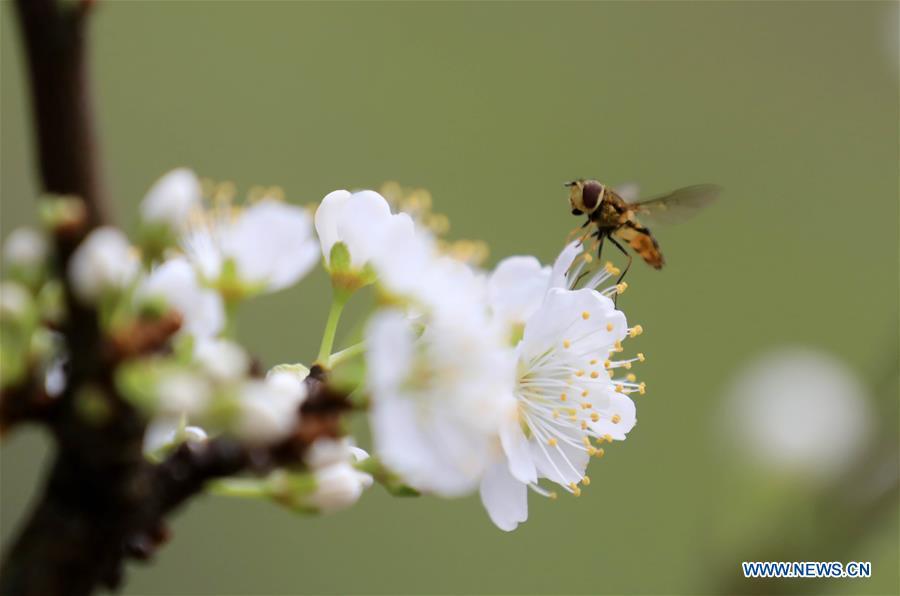 A bee flies over flowers at Dongqi Village of Rong\'an County in Liuzhou, south China\'s Guangxi Zhuang Autonomous Region, March 9, 2019. The blossoming flowers herald the arrival of spring. (Xinhua/Tan Kaixing)
