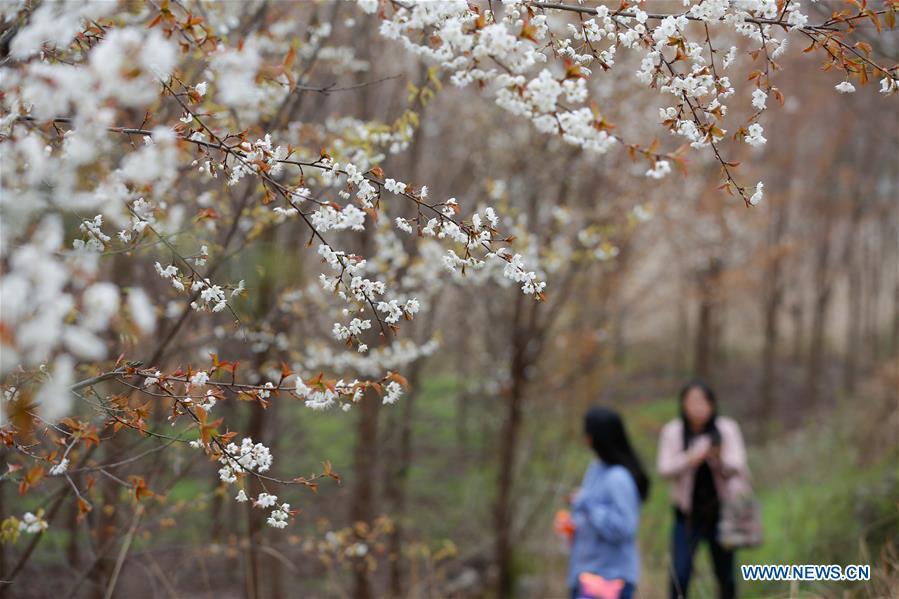 Tourists enjoy flowers at Pingyuan Village of Shuangshan Township in Bijie, southwest China\'s Guizhou Province, March 10, 2019. The blossoming flowers herald the arrival of spring. (Xinhua/Luo Dafu)