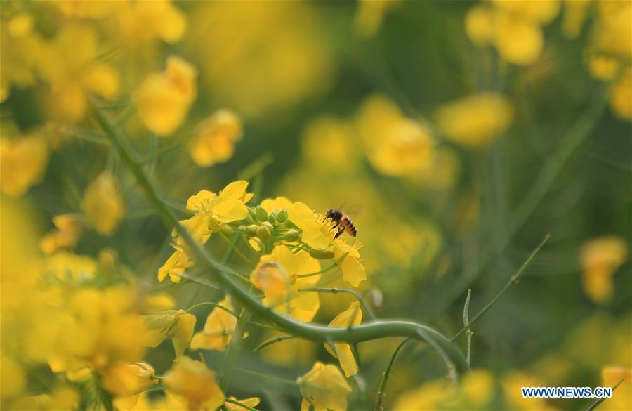 A bee collects honey on a flower at Yanfeng District of Hengyang, central China\'s Hunan Province, March 10, 2019. The blossoming flowers herald the arrival of spring. (Xinhua/Cao Zhengping)