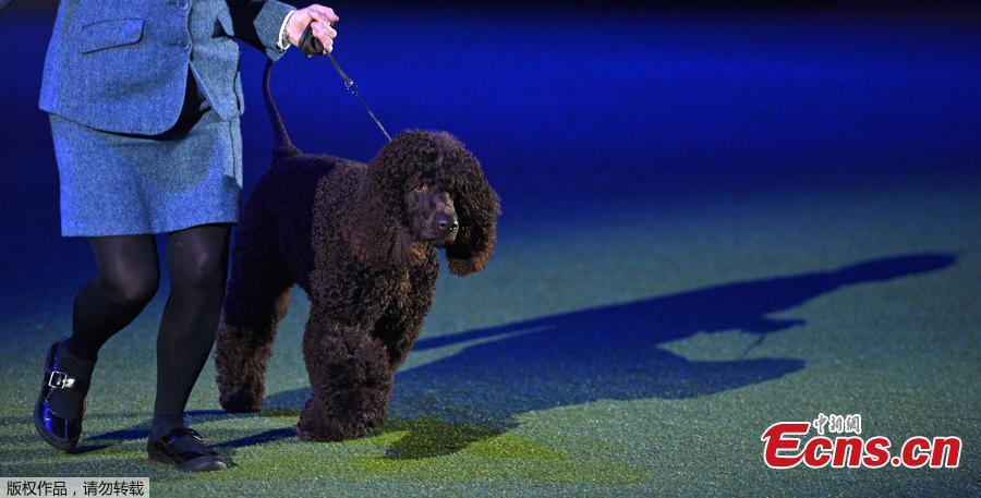 Irish water spaniel, Luther, \