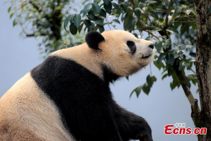 A giant panda plays on a sunny day at an ecological park in Xiuning County, East China’s Anhui Province, March 10, 2019. (Photo: China News Service/Shi Guangde)