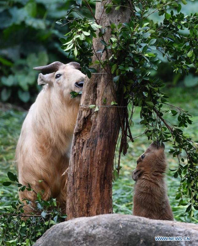 <?php echo strip_tags(addslashes(A golden takin (budorcas taxicolor) baby is seen at Chimelong Safari Park in Guangzhou, capital of south China's Guangdong Province, March 11, 2019. Seven golden takin babies, the latest offspring of the herd of the endangered species this year, are shown to the public at Chimelong Safari Park on Monday. (Xinhua/Liu Dawei))) ?>
