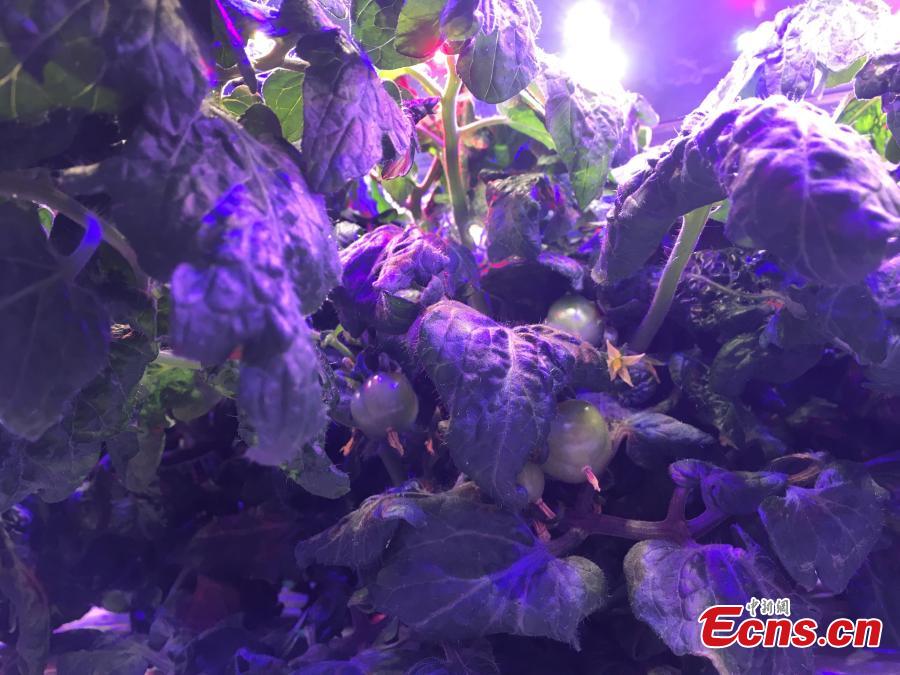 <?php echo strip_tags(addslashes(A view of vegetables growing in a plant farm belonging to the Institute of Advanced Technology at the University of
Science and Technology of China in Hefei, Anhui Province, March 11, 2019. The farm, housed inside a closed container,
uses artificial lighting to help the vegetables grow well. Dr. Zhang Fangxin, the general manager of Anhui Angkefeng
Photoelectric Technology, said the system allows plants to grow well even when placed in an underground space. (Photo:
China News Service/Wu Lan))) ?>