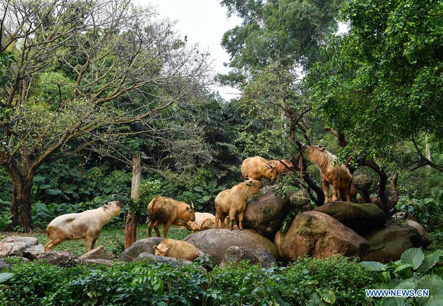 A herd of golden takins (budorcas taxicolor) are seen at Chimelong Safari Park in Guangzhou, capital of south China\'s Guangdong Province, March 11, 2019. Seven golden takin babies, the latest offspring of the herd of the endangered species this year, are shown to the public at Chimelong Safari Park on Monday. (Xinhua/Liu Dawei)