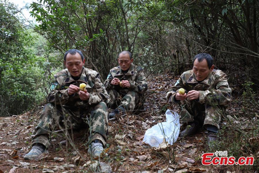 Triplet brothers eat potatoes for lunch during a break from patrolling the Gonglongping state-owned tree farm in Bijie City, Guizhou Province, March 10, 2019. Influenced by their father, the three brothers began to work as rangers in the farm in 1981. The tree farm covers an area of 53,300 mu (3,553 hectares) and the brothers usually walk approximately 30 kilometers on average per working day. Guizhou has about 3,000 registered rangers who work in tree farms totalling 5.55 million mu. (Photo: China News Service/Qu Honglun)