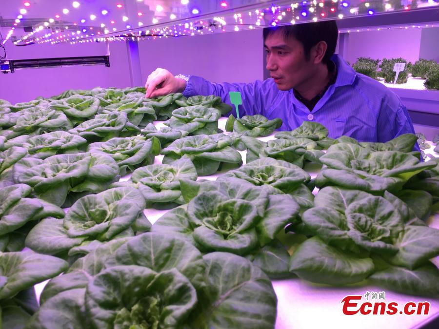 <?php echo strip_tags(addslashes(A view of vegetables growing in a plant farm belonging to the Institute of Advanced Technology at the University of
Science and Technology of China in Hefei, Anhui Province, March 11, 2019. The farm, housed inside a closed container,
uses artificial lighting to help the vegetables grow well. Dr. Zhang Fangxin, the general manager of Anhui Angkefeng
Photoelectric Technology, said the system allows plants to grow well even when placed in an underground space. (Photo:
China News Service/Wu Lan))) ?>