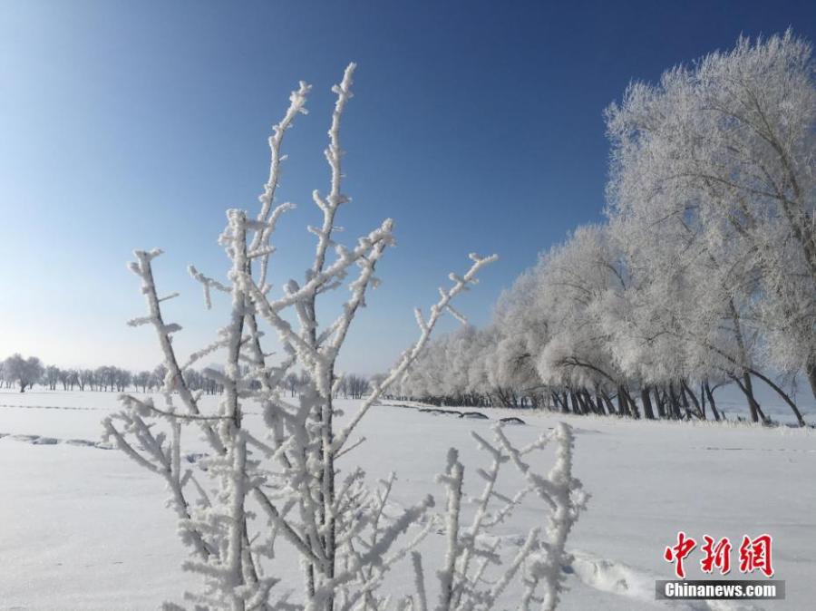 A hoar frost turns trees into a natural wonder on a snow field in Fuyun County, Northwest China\'s Xinjiang Uygur Autonomous Region, March 11, 2019.  The county has increased its efforts to develop tourism projects using its rich snow and ice resources. (Photo: China News Service/Hu Jinliang)