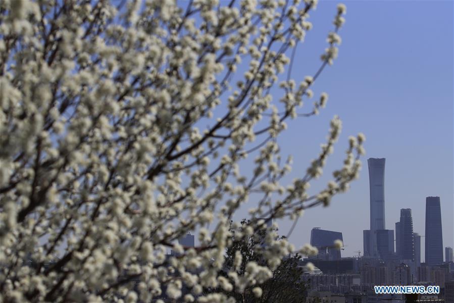 Photo taken on March 11, 2019 shows peach blossoms at the Jingshan Park in Beijing, capital of China. (Xinhua/Liu Xianguo)