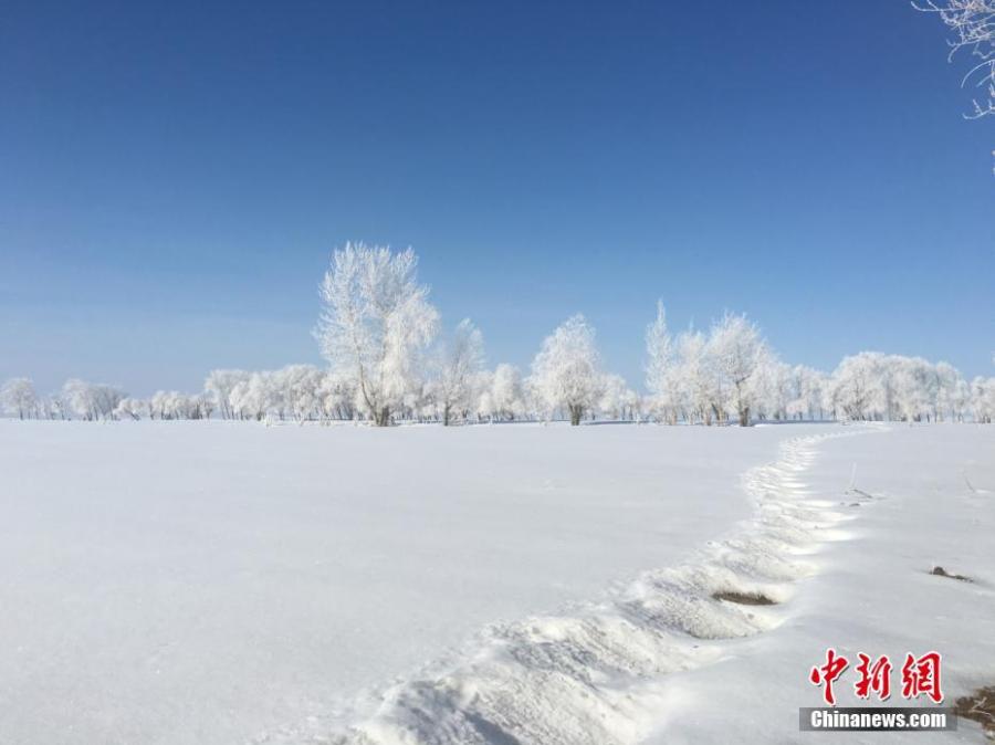 A hoar frost turns trees into a natural wonder on a snow field in Fuyun County, Northwest China\'s Xinjiang Uygur Autonomous Region, March 11, 2019.  The county has increased its efforts to develop tourism projects using its rich snow and ice resources. (Photo: China News Service/Hu Jinliang)