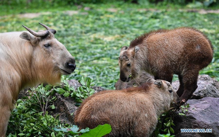 Two golden takin (budorcas taxicolor) babies are seen at Chimelong Safari Park in Guangzhou, capital of south China\'s Guangdong Province, March 11, 2019. Seven golden takin babies, the latest offspring of the herd of the endangered species this year, are shown to the public at Chimelong Safari Park on Monday. (Xinhua/Liu Dawei)