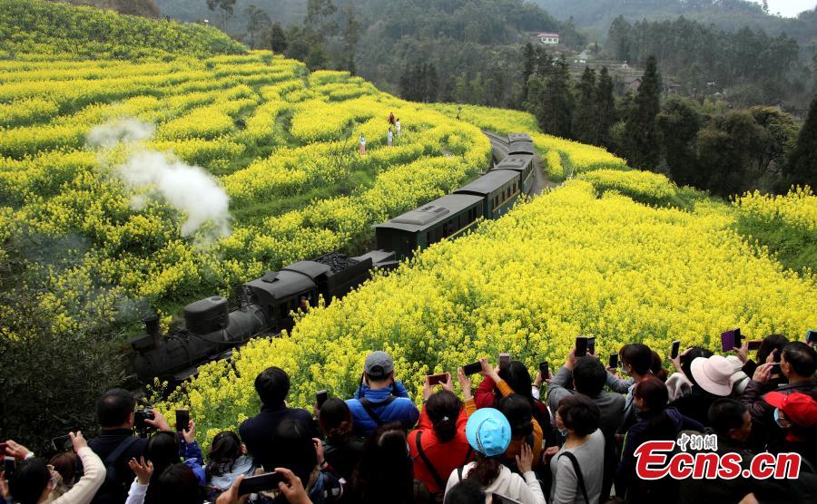 Tourists watch the Jiayang steam train as it passes through bright yellow rapeseed fields in Jianwei County, Southwest China’s Sichuan Province, March 12, 2019. The Jiayang steam train, which has been running for half a century and still operates on old narrow-gauge tracks, is a major contributor to the local tourism industry. (Photo: China News Service/Liu Zhongjun)