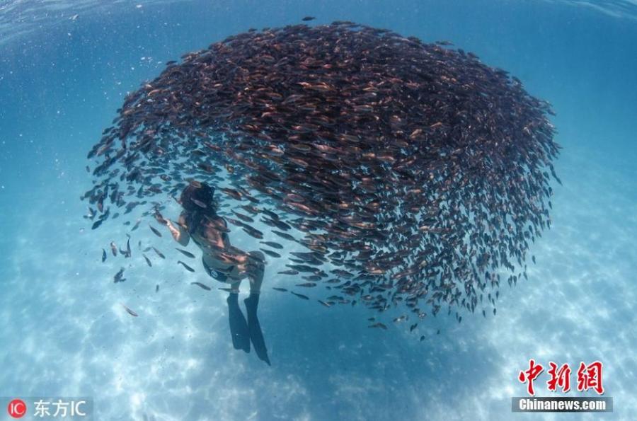 <?php echo strip_tags(addslashes(Breathtaking photo shows an adventurous freediver swimming through schools of parrot fish on Western Australia's Ningaloo Reef, March 12, 2019.  (Photo/IC))) ?>