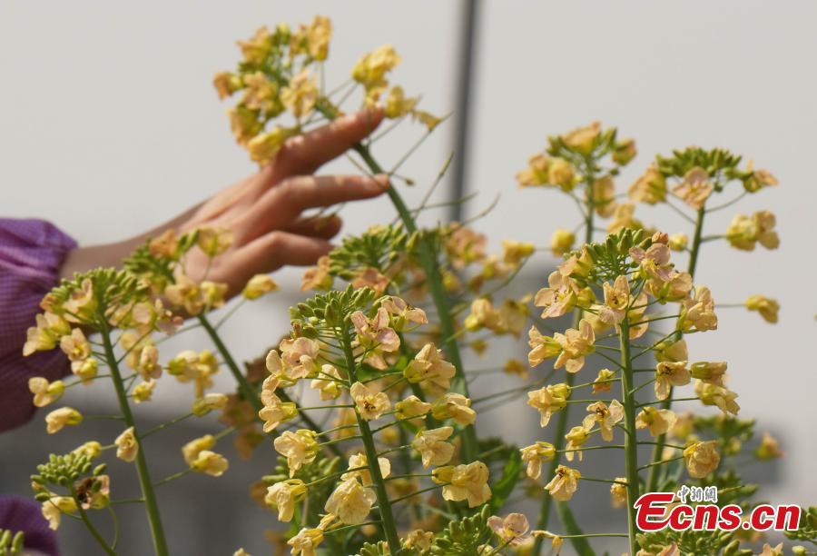 <?php echo strip_tags(addslashes(A new variety of rapeseed cultivated by Professor Fu Donghui of Jiangxi Agricultural University blooms in the field.  Fu said he has created flowers in 27 colors, in contrast to the bright yellow color usually characteristic of rapeseed, adding that the new varieties have been planted in 40 scenic spots across more than 10 provinces, including Jiangxi and Jiangsu. (Photo: China News Service/Wang Haoyang))) ?>