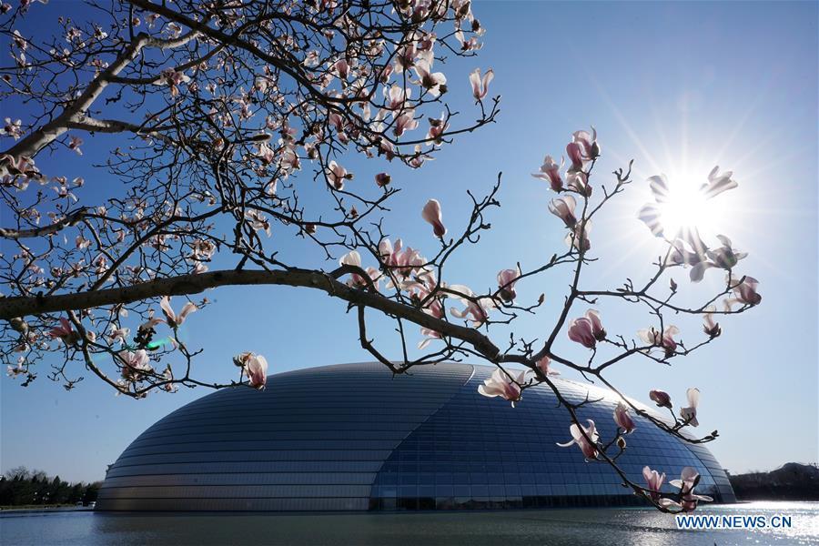 Photo taken on March 12, 2019 shows Yulan magnolia flowers in front of the National Center for the Performing Arts (NCPA) in Beijing, capital of China. (Xinhua/Ju Huanzong)