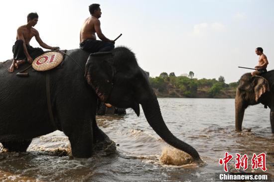 Mahouts race their elephants during the Buon Don elephant festival in Vietnam\'s central highlands of Dak Lak province, March 12, 2019. Locals say the race is a celebration of the much-revered animals -- traditionally thought of as family members in this part of Vietnam -- but conservation groups are calling for an end to the festival, which they say is cruel and outdated. (Photo/Agencies)
