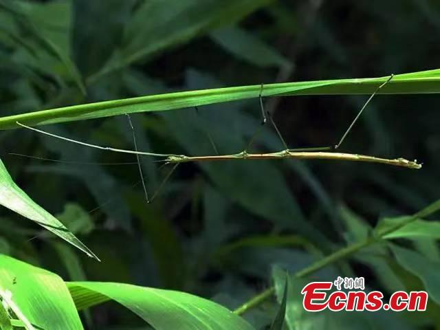 Photo provided by the Sun River National Forest Park in Pu\'er City, Yunnan Province shows insects blend in with their surrounding environment by utilizing anti-predator defences, such as mimicry. For example, H. bicornis is characterized by brilliant colouring and a structure adapted for camouflage, mimicking parts of the orchid flower. (Photo provided to China News Service)